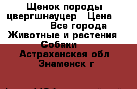 Щенок породы  цвергшнауцер › Цена ­ 30 000 - Все города Животные и растения » Собаки   . Астраханская обл.,Знаменск г.